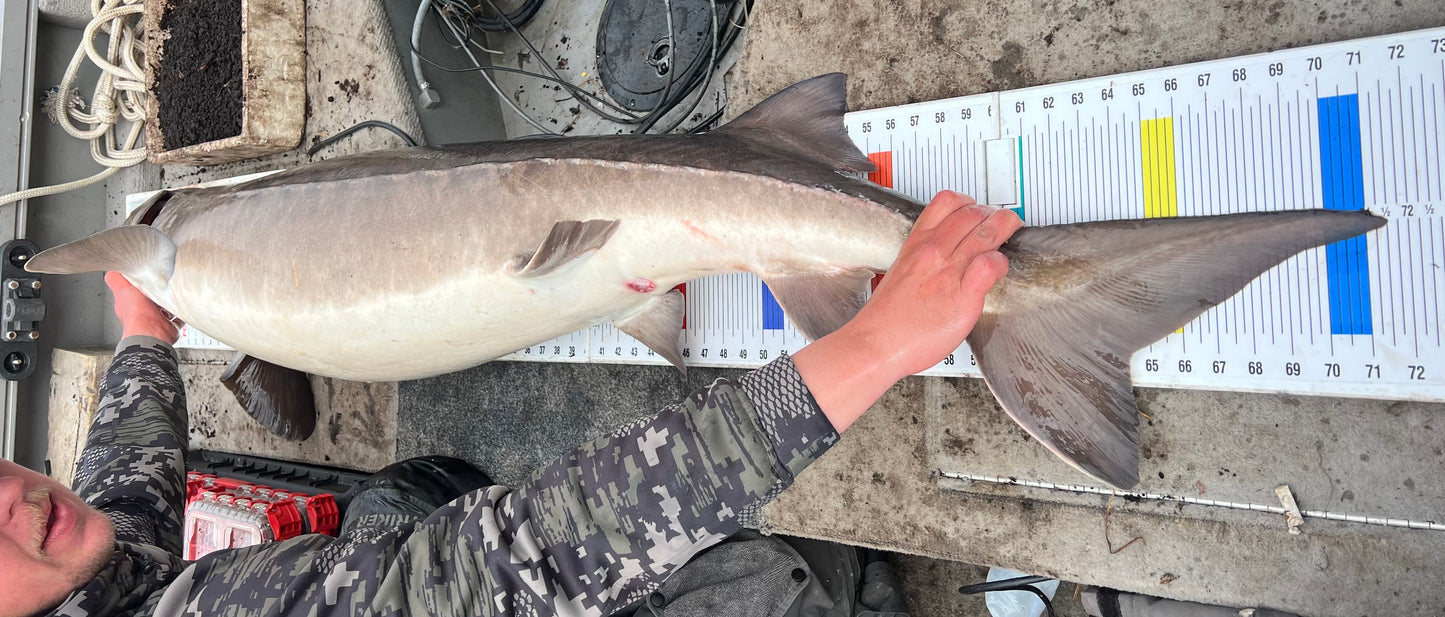 Quad Fold Sturgeon Bumper